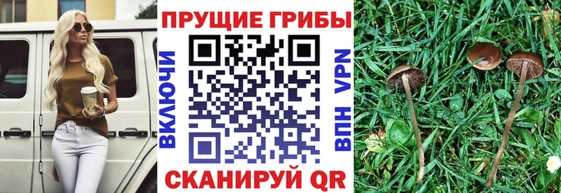 Псилоцибиновые грибы прущие грибы Верея