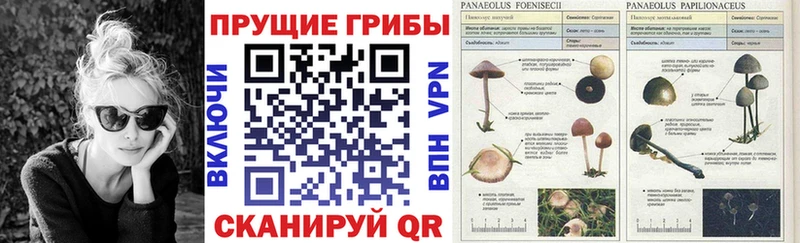 Купить закладки Верея Псилоцибиновые грибы GOLDEN TEACHER